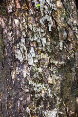 Texture of large tree bark in a natural forest in Myanmar. Photo of tree bark taken with a high-resolution camera.