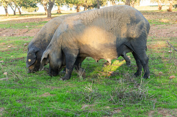 Fototapeta premium Life in the dehesa: Iberian sows rooting in the green ground.