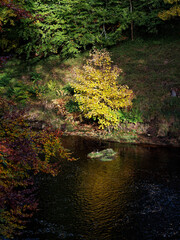 A small tree with its leaves lit up in the golden afternoon light on the far bank of the River North Esk at Edzell Country Town.