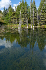 Obraz premium reflection of trees in the lake