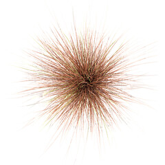 Obraz premium Top view of Chinese silver grass on transparent Canvas