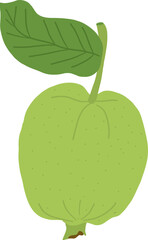 Hand-drawn guava fruit illustration