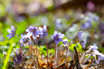 Early spring blue flowers liverwort
