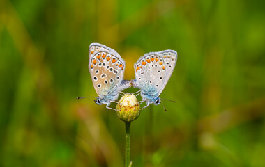 Polyommatus icarus, tiny double butterfly on daisy 