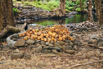 A large collection of cut coconuts scattered in a tropical forest near a serene river