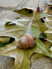 seashell on the beach