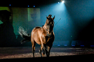 Brown horse during a horses show with a blue background 