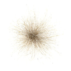 Fototapeta premium Topview of Calluna Grass in transparent Canvas