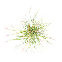 Fototapeta premium Topview of Chinese silver grass on transparent Canvas