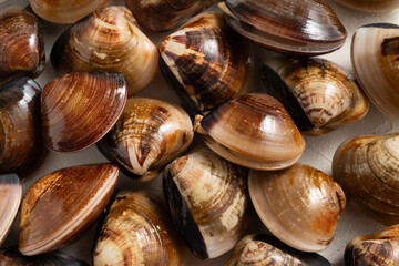 Raw fresh clams seafood in a sieve on white table background.