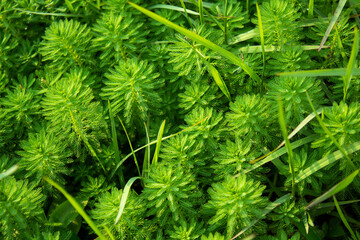 Myriophyllum aquaticum is a flowering plant, a vascular dicotyledon, commonly called parrot's-feather and parrot feather watermilfoil