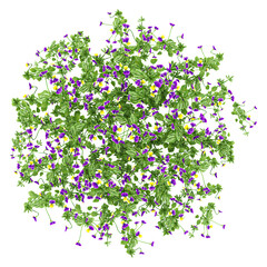 Topview of Viola tricolor plant with plant isolated on transparent Canvas