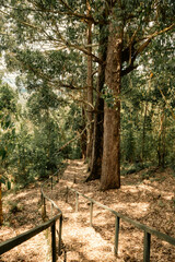 An empty hiking trail amidst trees at Magamba Nature Forest Reserves in Usambara Mountains in Tanga Region, Tanzania 
