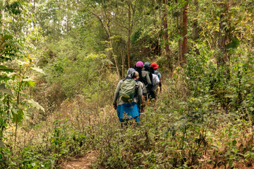 A group of hikers walking in the forest at Usambara Moountains, Lushoto in Tanga Region, Tanzania 
