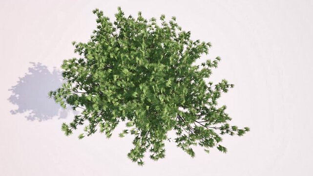 green tree grow top view big crone