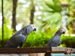 The grey parrot (Psittacus erithacus), also known as the Congo grey parrot or African grey parrot, parrot with green background sitting on the branch