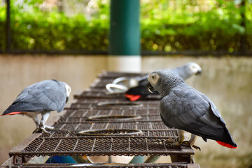 Fototapeta premium The grey parrot (Psittacus erithacus), also known as the Congo grey parrot or African grey parrot, parrot with green background sitting on the branch