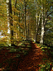 Obraz premium Part of the pathway of Edzells River walk along the banks of the River North Esk between the woodland trees and fallen golden leaves.