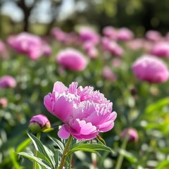 Fototapeta premium Peonies paint the garden with vibrant hues.