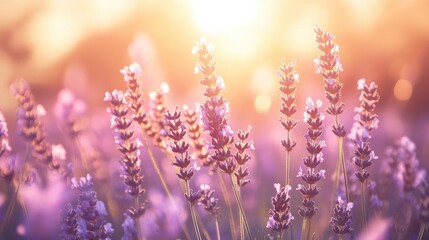 Obraz premium Endless lavender field under the soft, golden light of dawn, creating a dreamy scene filled with peaceful beauty