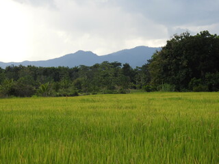 Obraz premium rice field