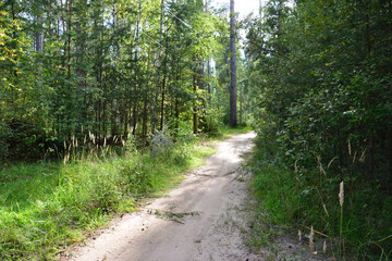 a dirt road with the sunlight at the end is surrounded by tall pine trees 