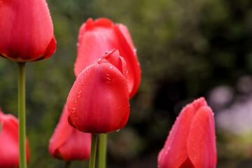 Obraz premium Flowers in a flower bed tulips. Greening the urban environment. Background with selective focus
