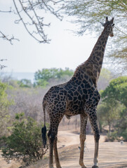 Giraffe im Busch vom Krüger National Park - Kruger Nationalpark Südafrika