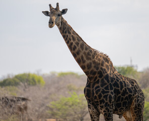 Giraffe im Busch vom Krüger National Park - Kruger Nationalpark Südafrika