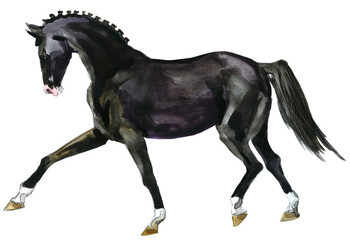 Watercolor horse isolated on white background. Animal illustration. © Елена Фаенкова