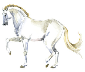 Watercolor horse isolated on white background. Animal illustration. © Елена Фаенкова