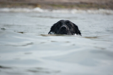 Hund im Wasser