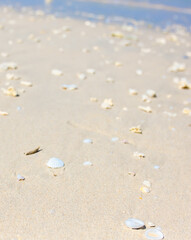 Corals on the sand on the seashore. Seascape background, sandy shore with corals and shells.