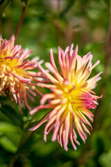 dahlia in the autumn garden