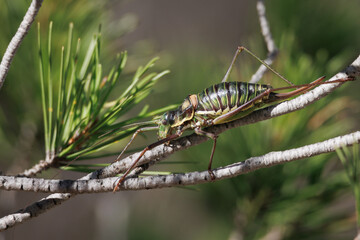 Grillo Neocallicrania Steropleurus sobre rama de pino en el bosque mediterraneo, España