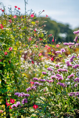 Fototapeta premium nice flowers in the autumn garden