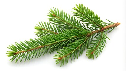 Green spruce pine branch reflected on white background