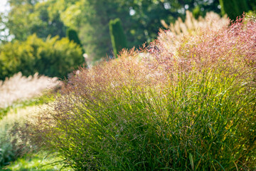 miscanthus sinensis in the garden