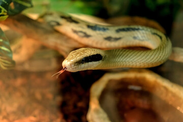 snake on the branch closeup
