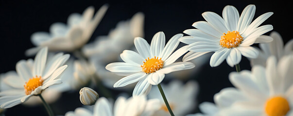 Fototapeta premium A close-up shot of delicate white flowers against a black background. The sharp contrast enhances the elegant and minimalist beauty of the petals