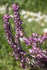 Bruyère Erica darleyensis	