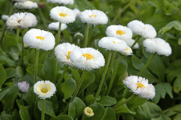 Pâquerettes Bellis perennis blanches © hcast