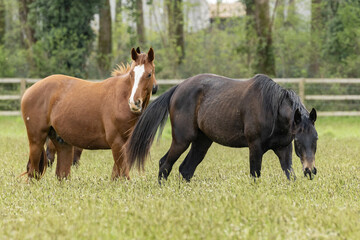 Fototapeta premium Chevaux au pâturage