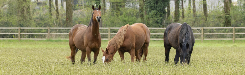 Fototapeta premium Chevaux au pâturage