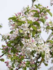 Fleurs de poirier au printemps	