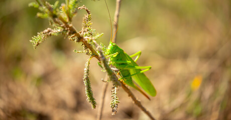 A green grasshopper sits in the grass on a bush. Great marsh grasshopper Stethophyma grossum, an endangered insect typical of wet meadows and marshes.