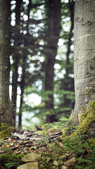 Forest ground and tree trunks, blurred background with copy space.