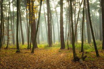 Misty autumn forest