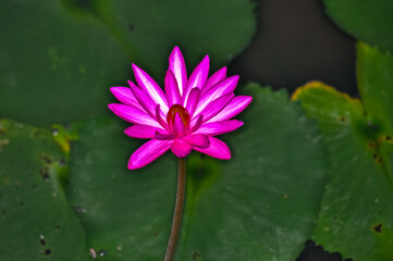 Pink flower in the middle of the lake. Pink pubescent water lily