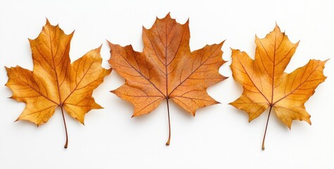 Obraz premium Three autumn leaves in shades of orange arranged on a white background.